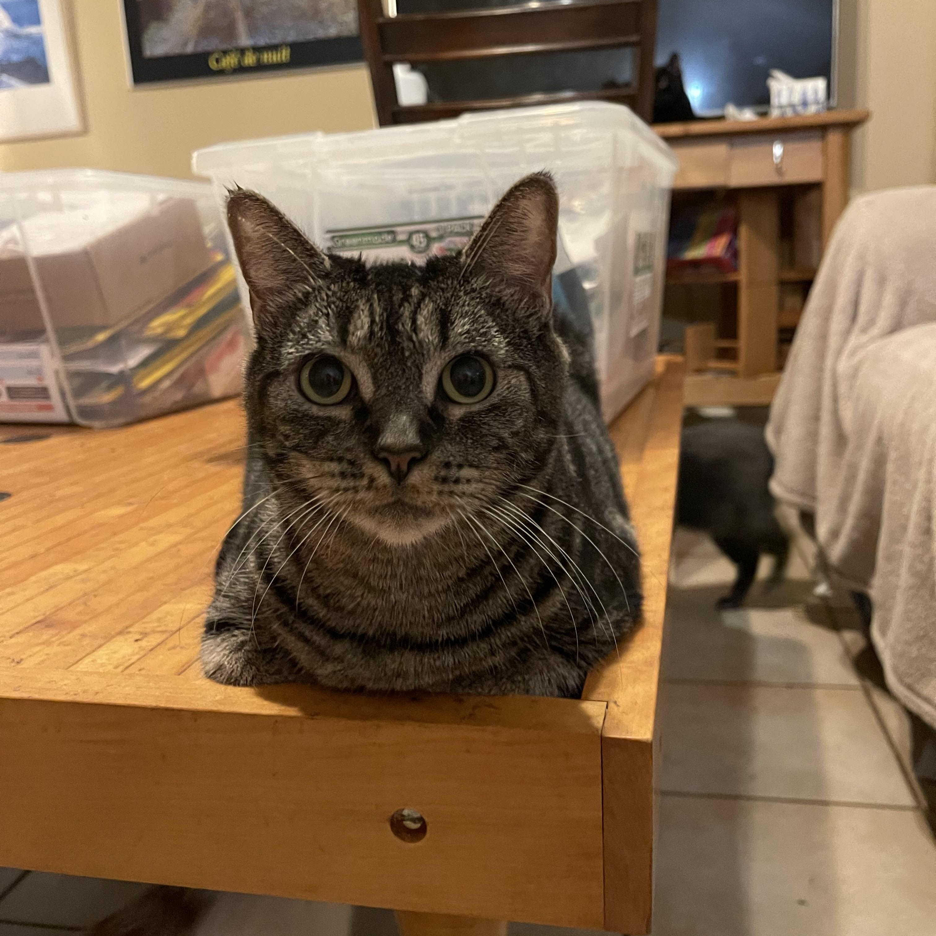 Enlarge Mickey, an adopted Domestic Short Hair in san antonio, TX image 1/2