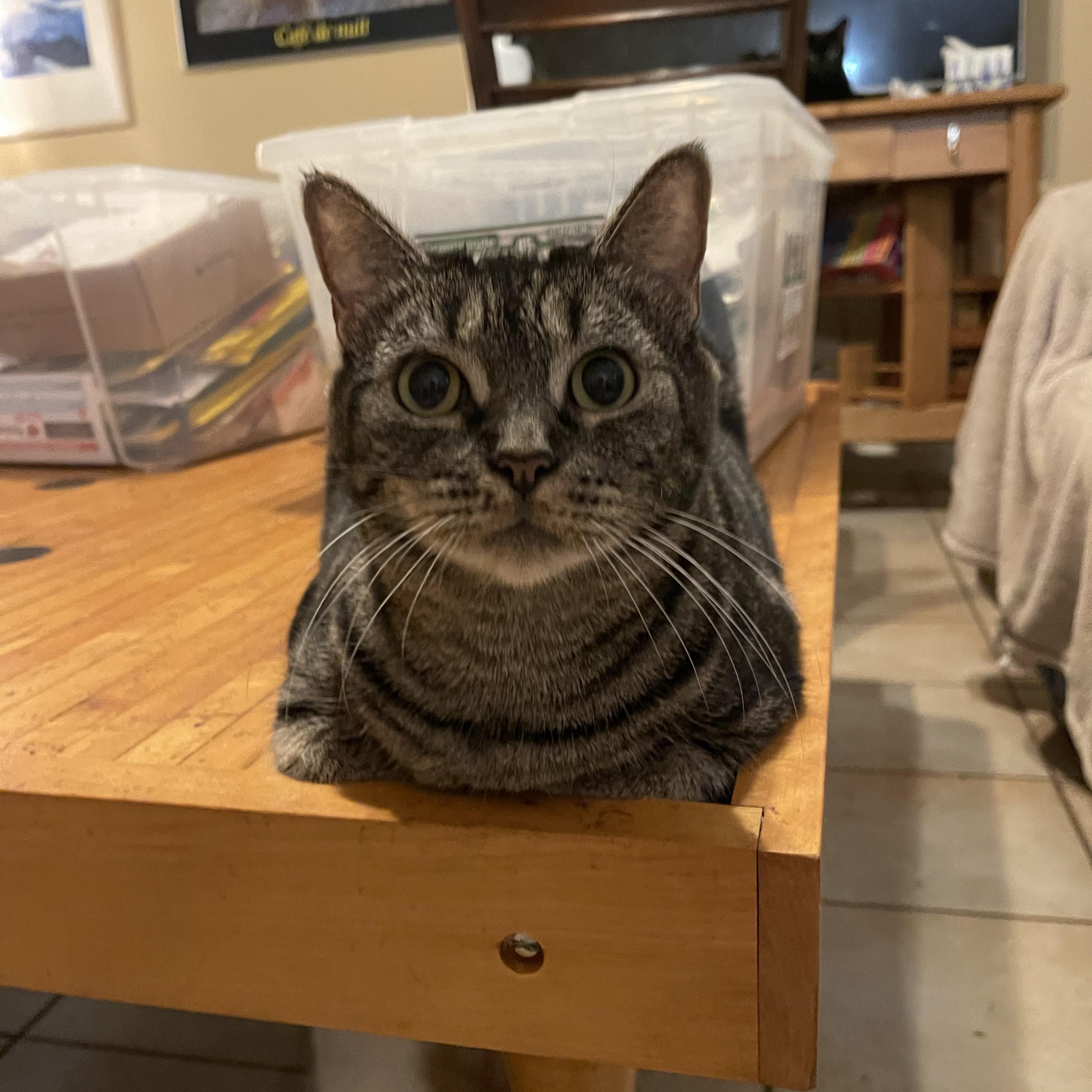 Enlarge Mickey, an adopted Domestic Short Hair in san antonio, TX image 2/2