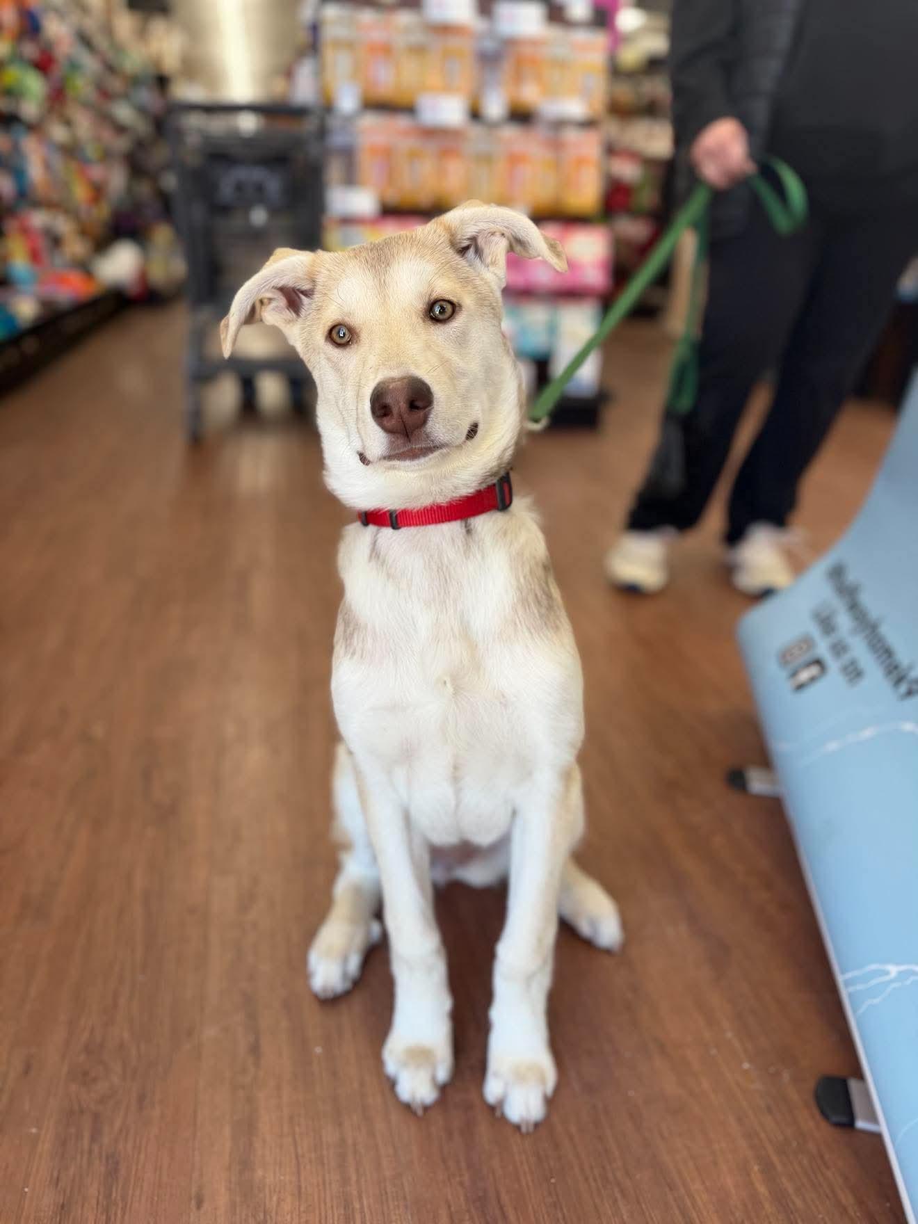 Hazel, Adoptable, Puppy Female Husky.