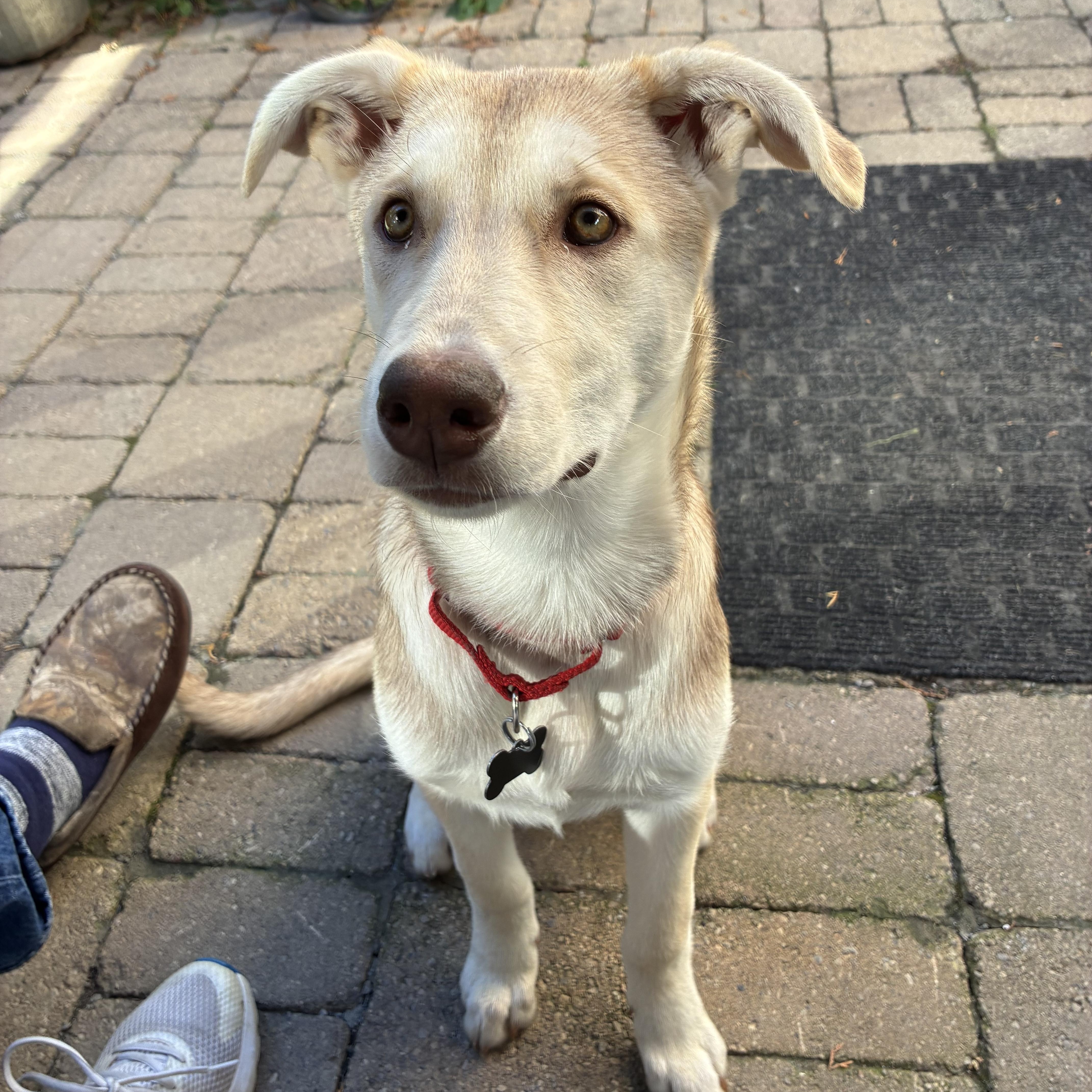 Hazel - Adoptable Pet | Petfinder