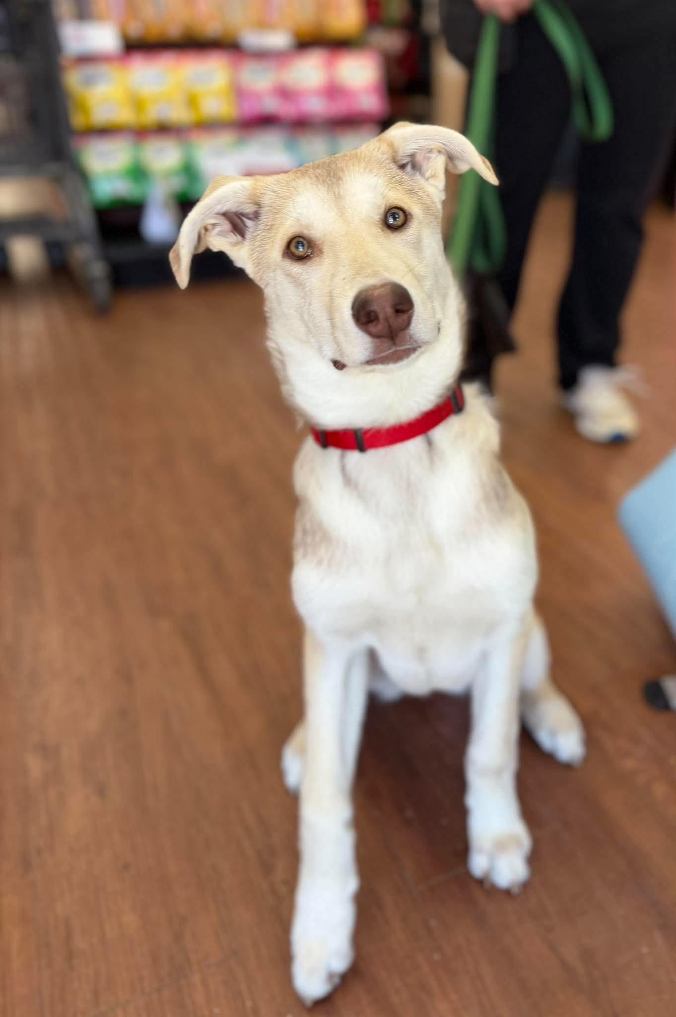 Enlarge Hazel, a Adoptable mixed breed in Newmarket , ON image 2/6