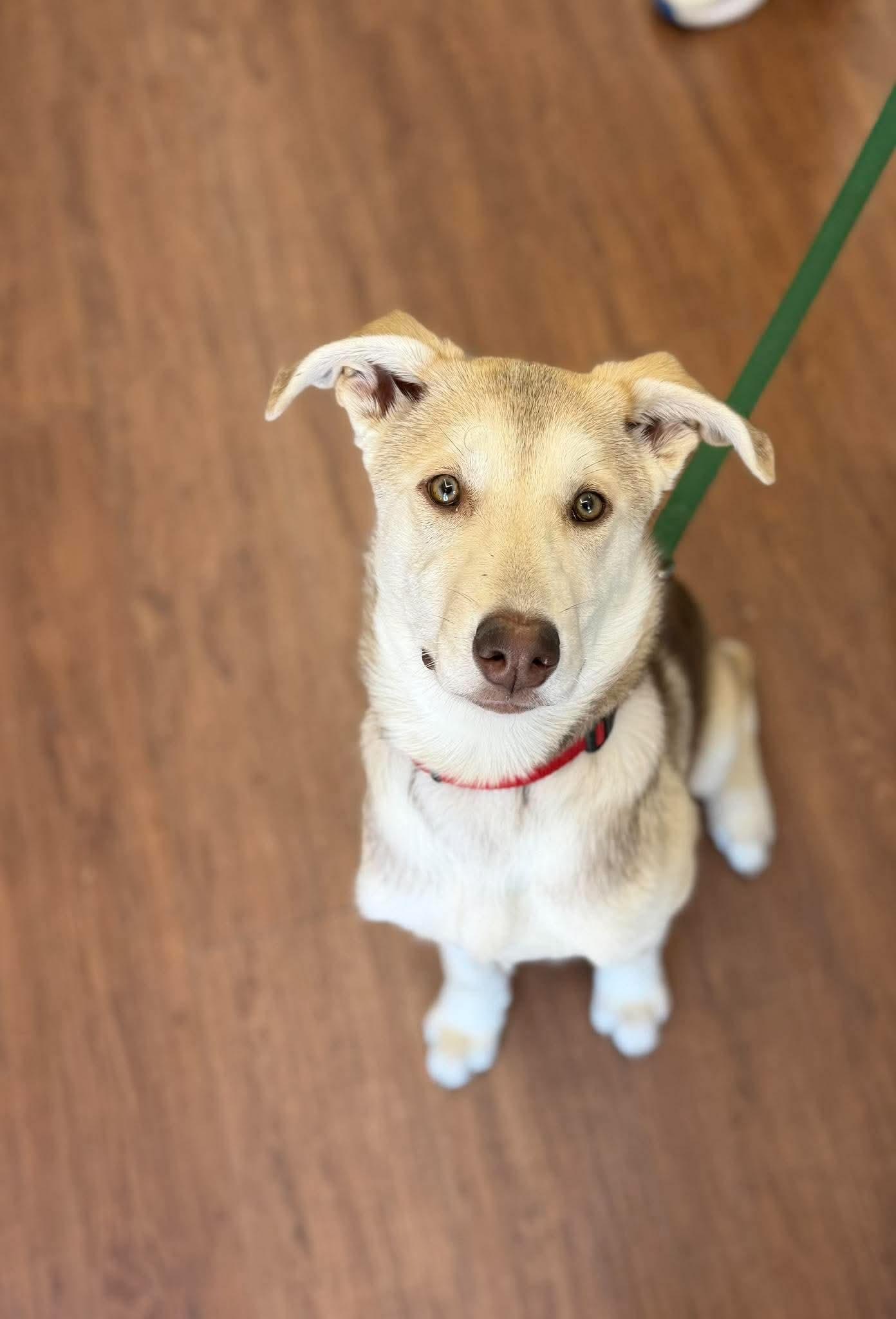 Enlarge Hazel, a Adoptable mixed breed in Newmarket , ON image 3/6