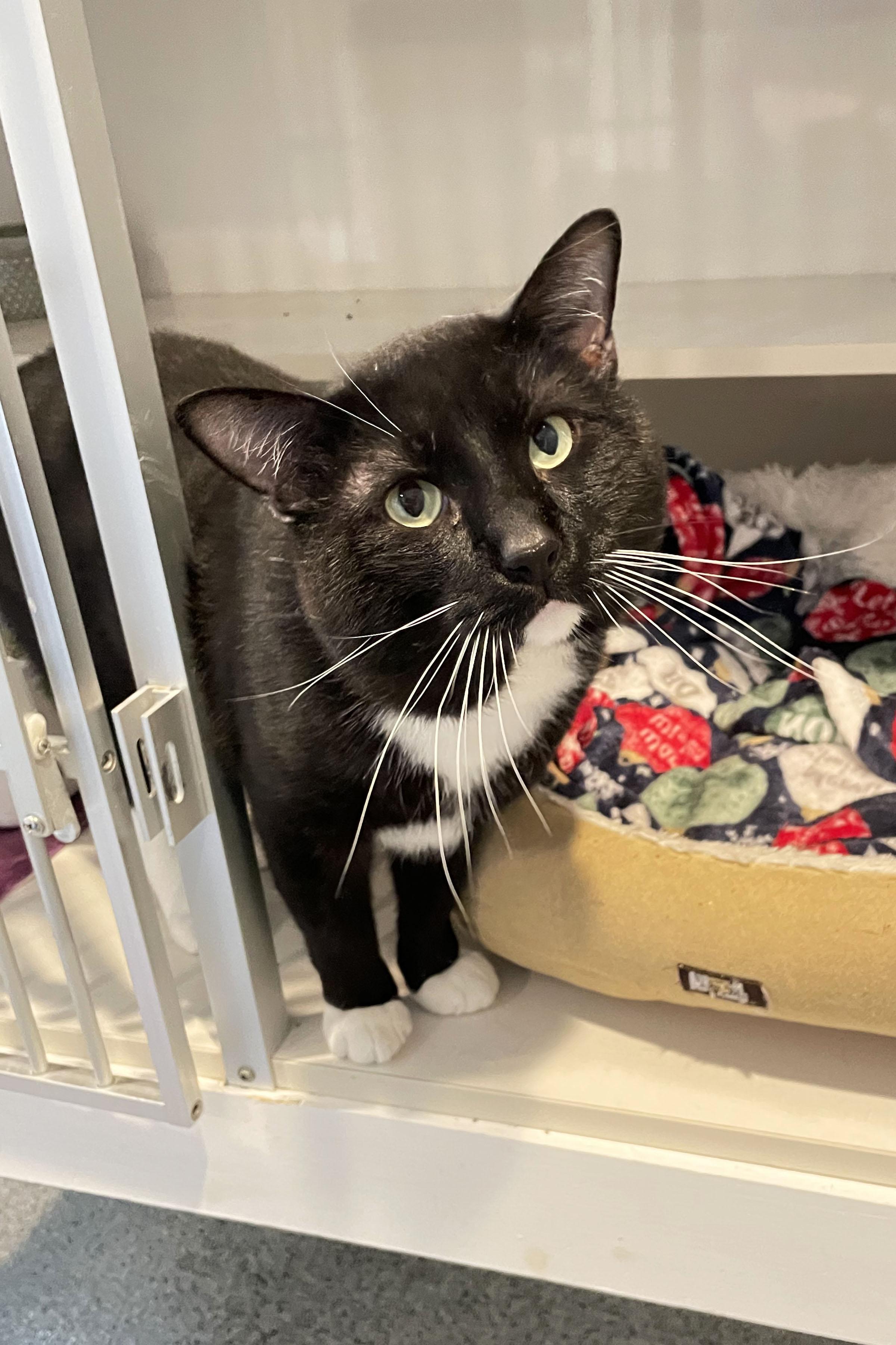 Enlarge Penta, a Adoptable Domestic Short Hair in Lincoln, NE image 1/1
