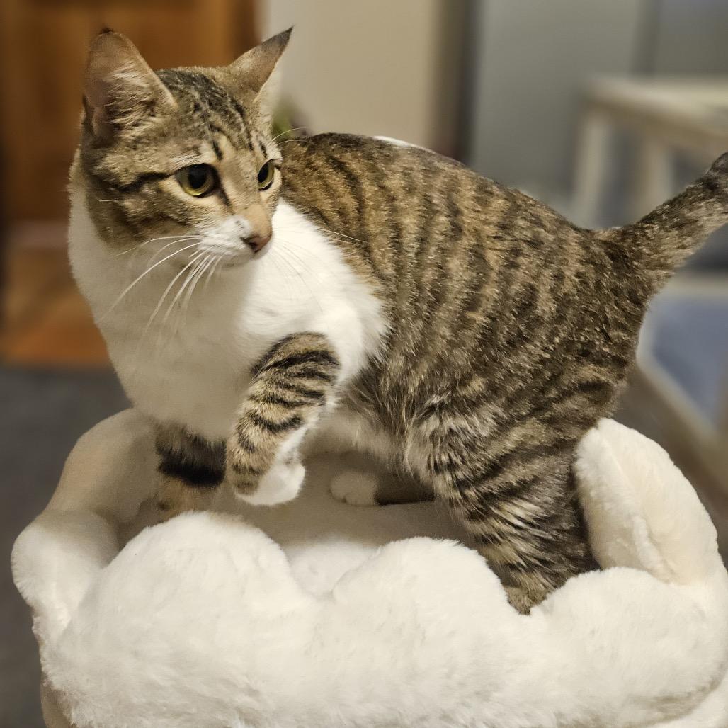 Enlarge Wrigley, a Adoptable Domestic Short Hair in Austin, TX image 1/2