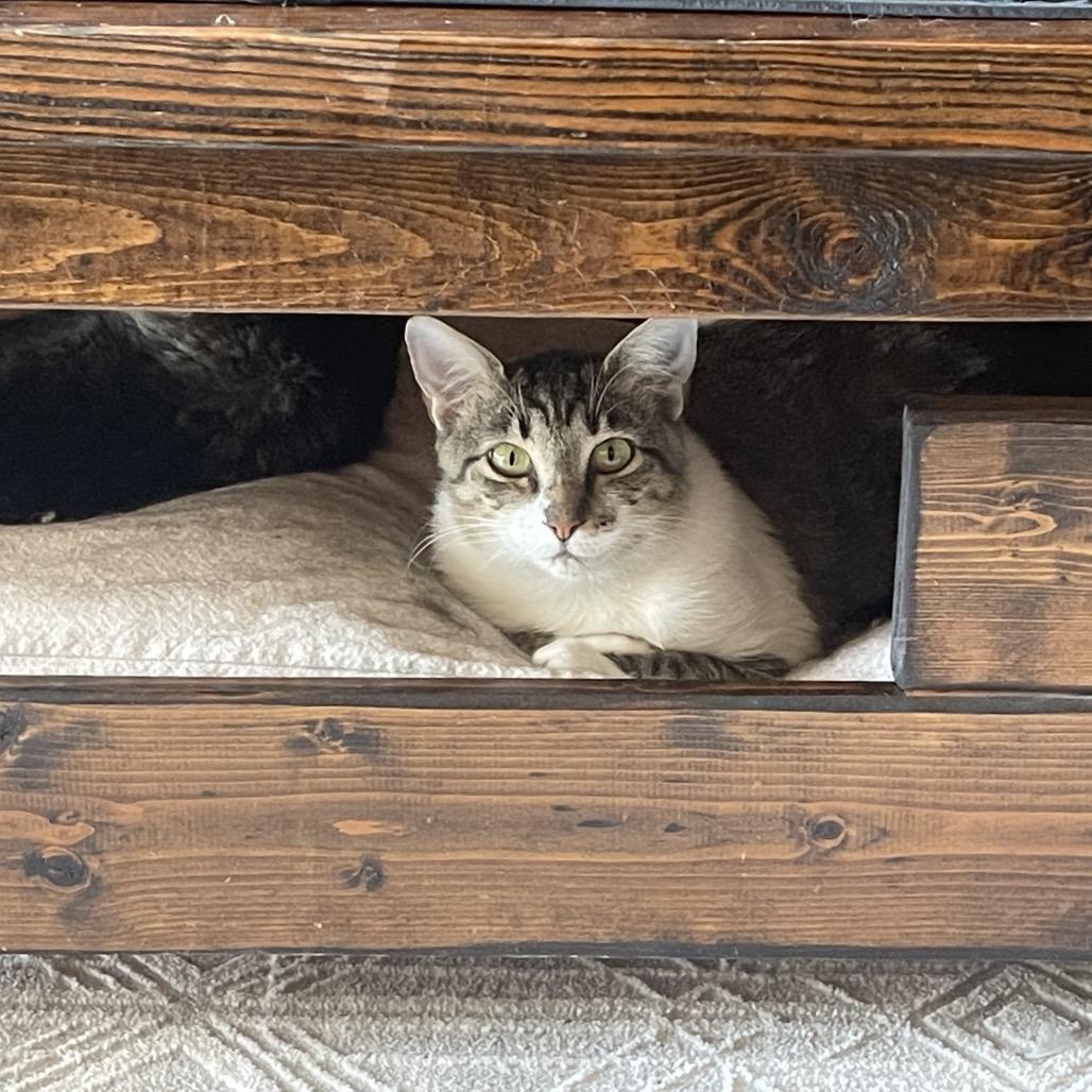 Enlarge Wrigley, a Adoptable Domestic Short Hair in Austin, TX image 2/2