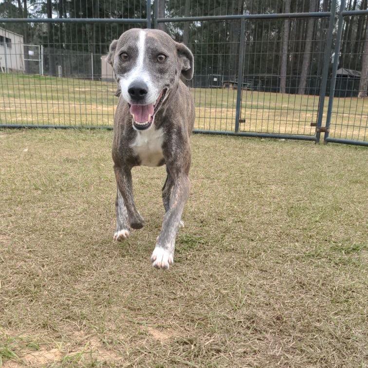 Pixie, Adoptable, Adult Female Hound & Mixed Breed.