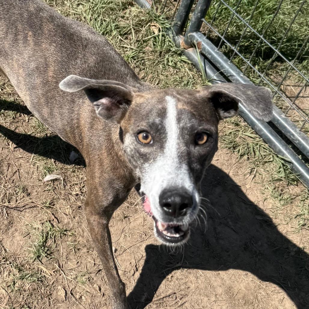 Pixie, a Adoptable mixed breed in Hattiesburg, MS image 2/4