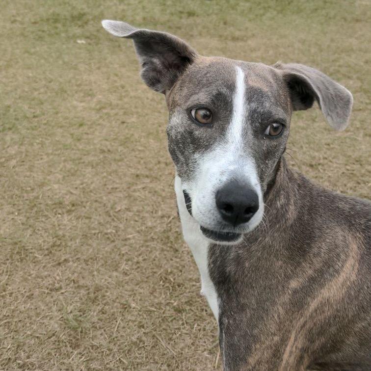 Pixie, a Adoptable mixed breed in Hattiesburg, MS image 3/4