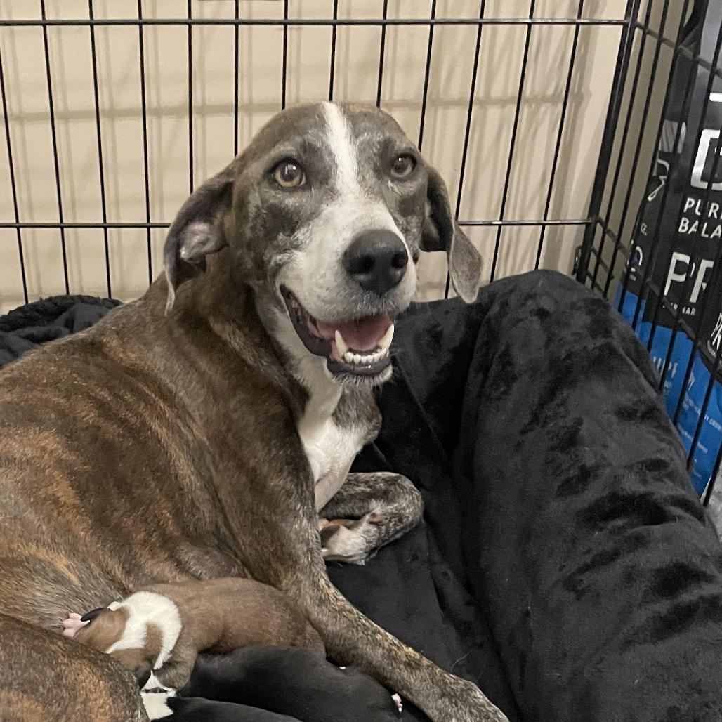 Pixie, a Adoptable mixed breed in Hattiesburg, MS image 4/4