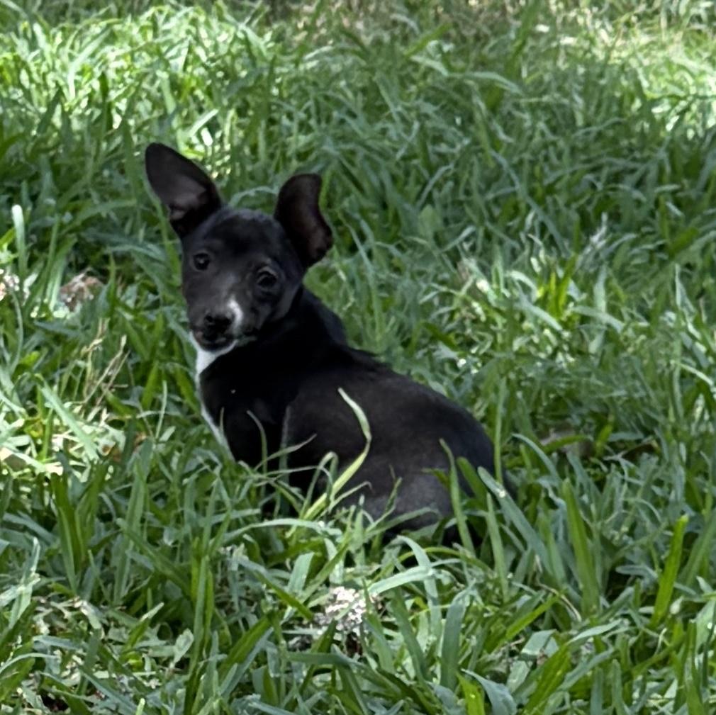 Sadie