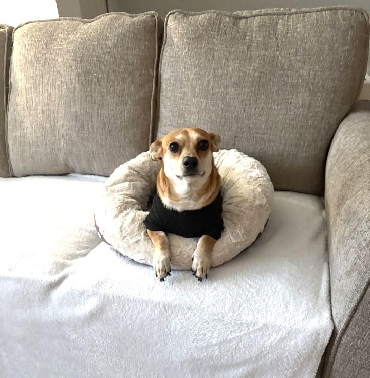 Morita, ADOPTABLE, Adult Female Chihuahua & Dachshund.