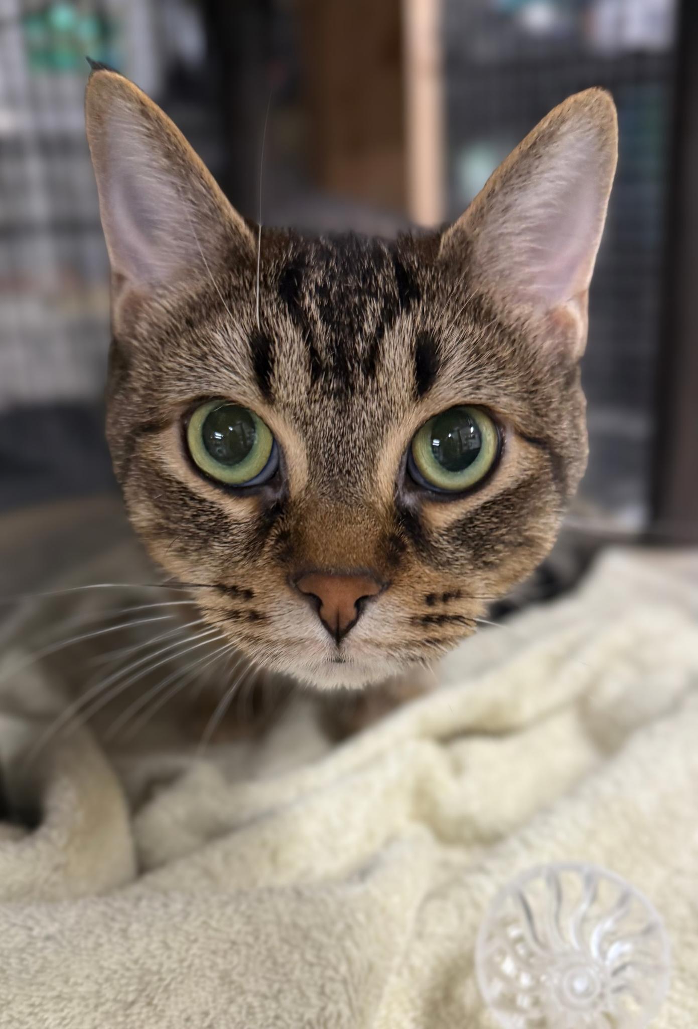 Allie, Adoptable, Adult Female Domestic Short Hair & Tabby.