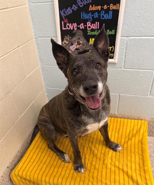 PEBBLES, Adoptable, Adult Female German Shepherd Dog & Mixed Breed.