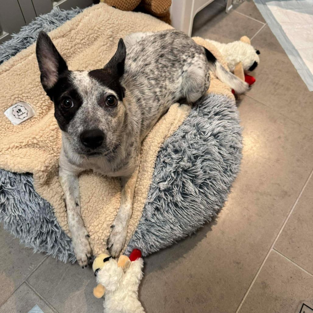 Sadie, Adoptable, Young Female Cattle Dog & Mixed Breed.