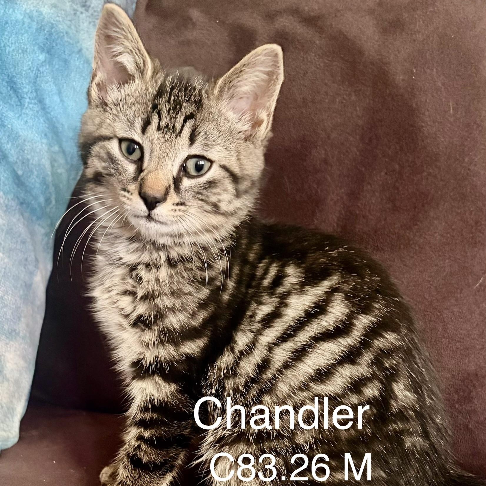 Foster Chandler, ADOPTABLE, Kitten Male Domestic Short Hair & Tiger.