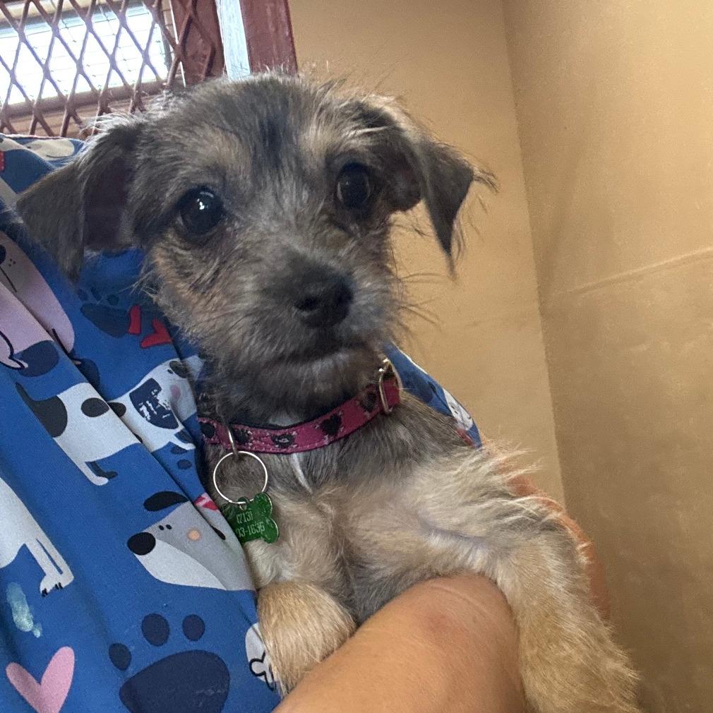 Enlarge Sweet Pea, a Adoptable mixed breed in Pearsall, TX image 1/1
