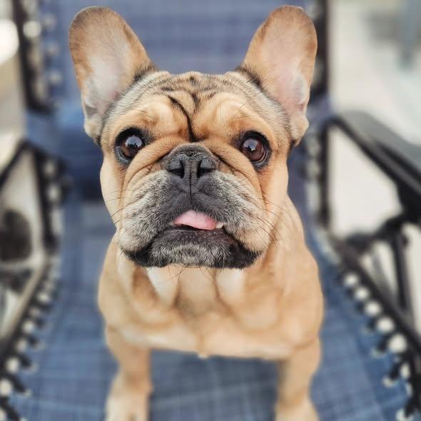 Tilly, ADOPTABLE, Adult Female French Bulldog.
