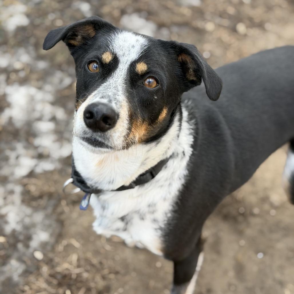 Mikey (Samson), Adoptable, Adult Male Australian Cattle Dog / Blue Heeler.