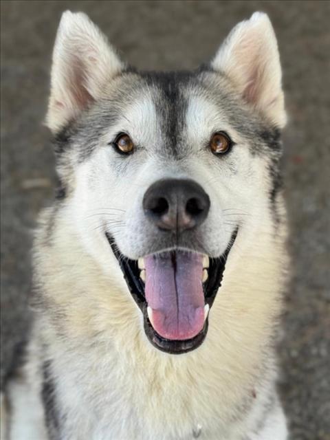 *NASH, Adoptable, Adult Male Siberian Husky & German Shepherd Dog.