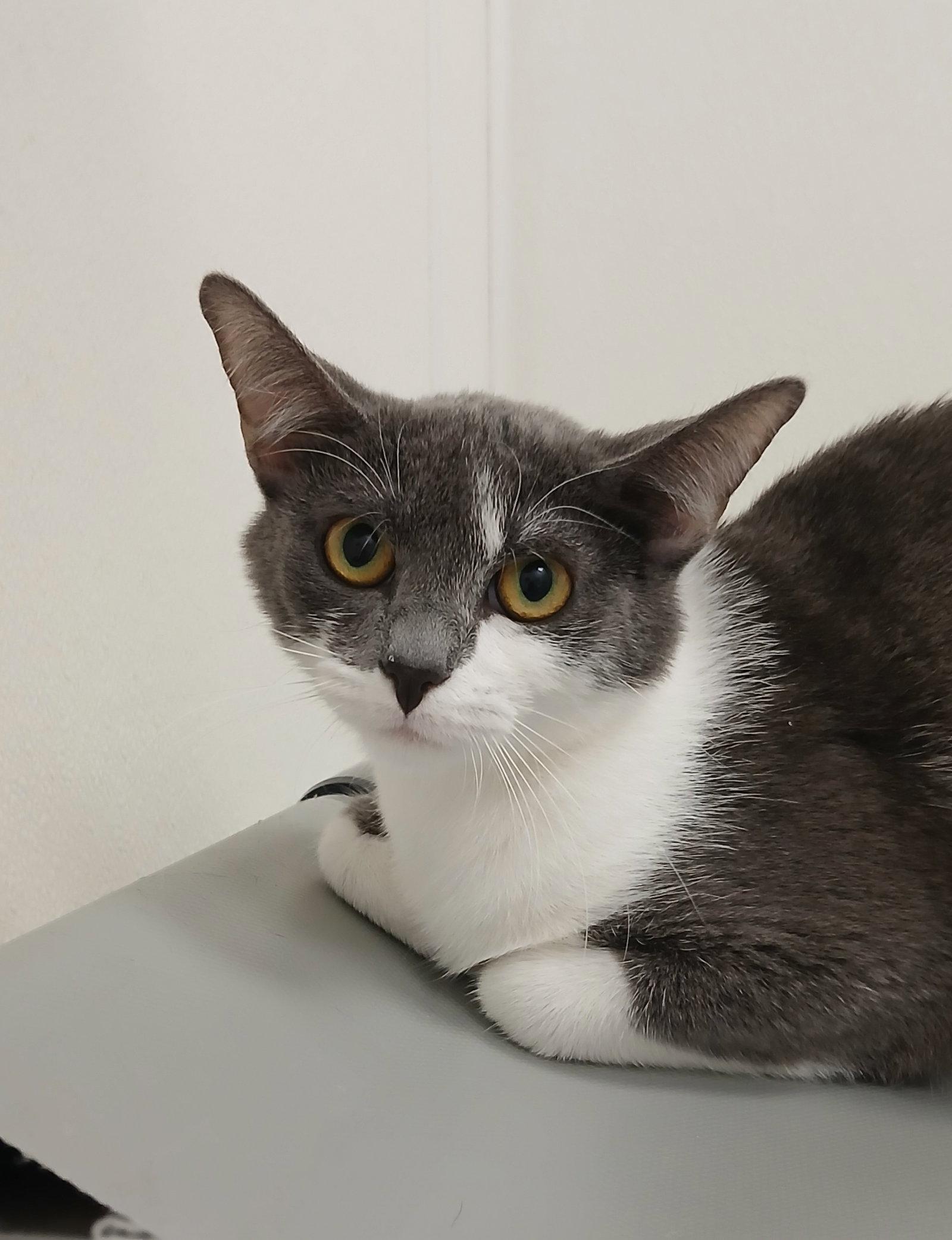 Nina, Adoptable, Young Female Domestic Short Hair.