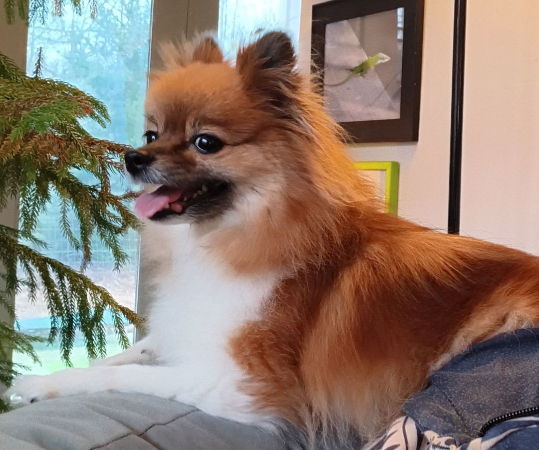 Enlarge Pipsqueak , a Adopted Pomeranian in West Bath, ME image 1/3