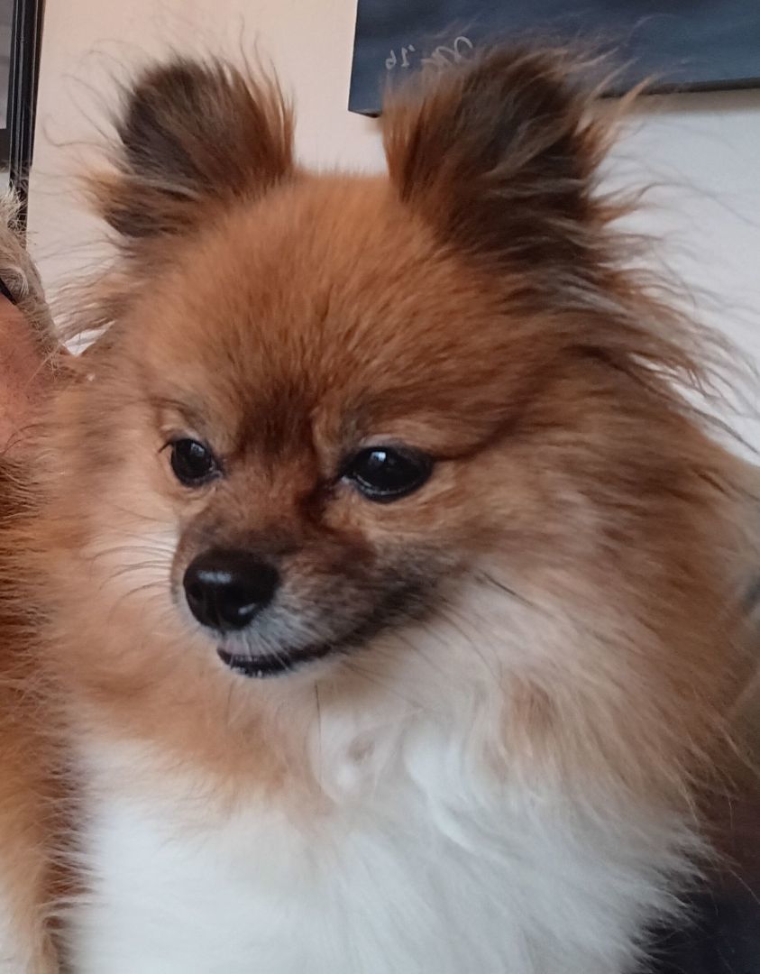 Enlarge Pipsqueak , a Adopted Pomeranian in West Bath, ME image 2/3