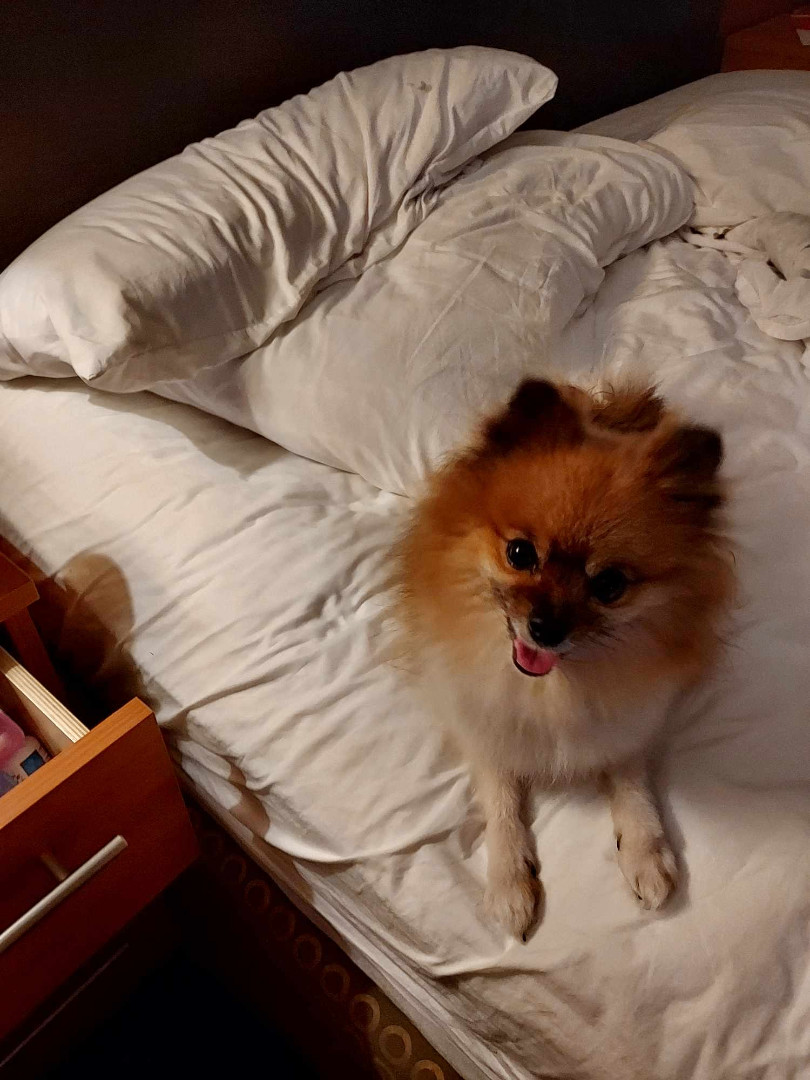 Enlarge Pipsqueak , a Adopted Pomeranian in West Bath, ME image 3/3