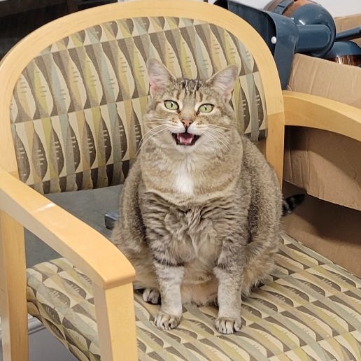 Mercy, a Adoptable Tabby in Harrisville, UT image 1/6