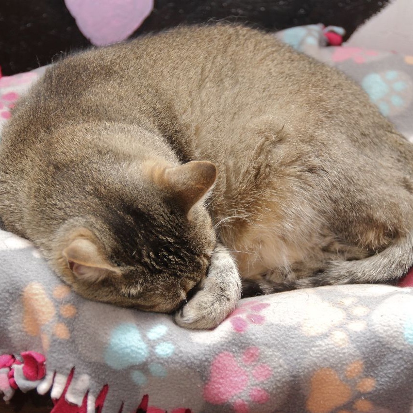 Mercy, a Adoptable Tabby in Harrisville, UT image 2/6