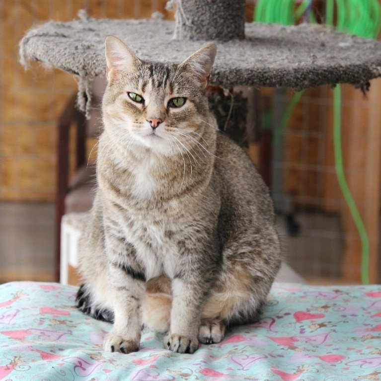 Mercy, Adoptable, Senior Female Tabby.
