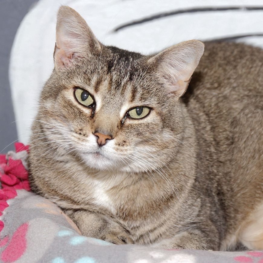 Mercy, a Adoptable Tabby in Harrisville, UT image 4/6