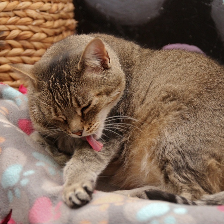 Mercy, a Adoptable Tabby in Harrisville, UT image 5/6