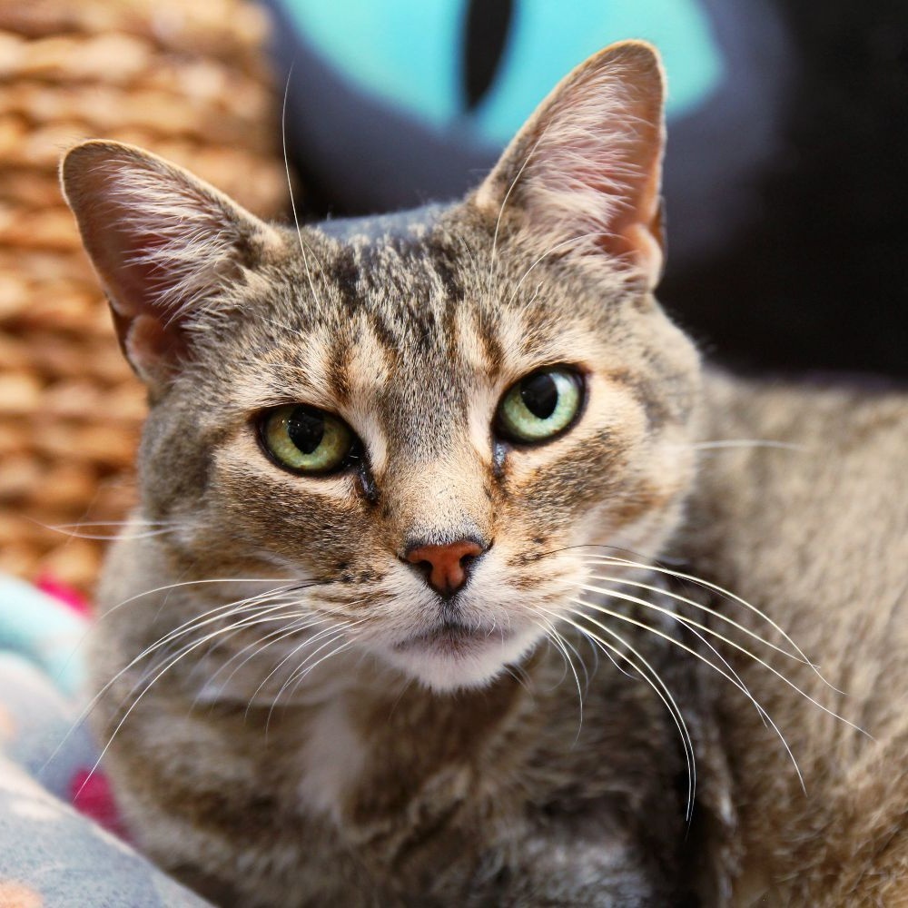 Mercy, a Adoptable Tabby in Harrisville, UT image 6/6