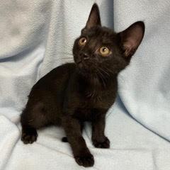 Enlarge Bunker, an adopted Domestic Short Hair in Green Valley, AZ image 2/3