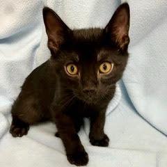 Enlarge Bunker, an adopted Domestic Short Hair in Green Valley, AZ image 3/3