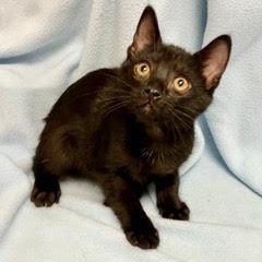 Enlarge Bunker, an adopted Domestic Short Hair in Green Valley, AZ image 1/3