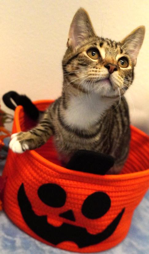 Wasabi, Adoptable, Kitten Male Domestic Short Hair.