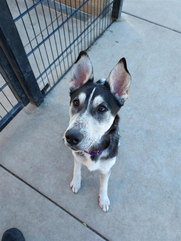 Krusty the Clown, Adopted, Young Male Siberian Husky.