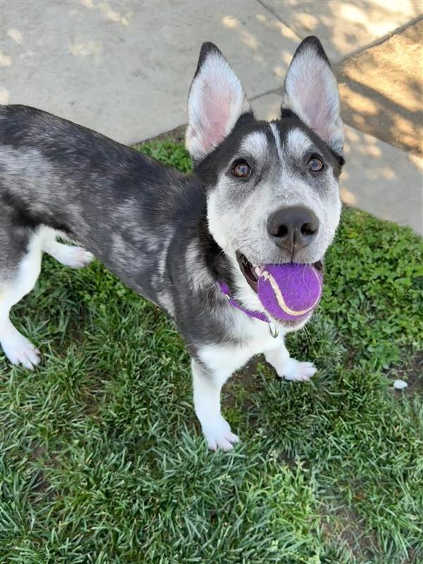 Enlarge Krusty the Clown, a Adopted Siberian Husky in Elk Grove, CA image 2/3