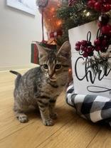 Eggroll, ADOPTABLE, Kitten Female Domestic Short Hair.