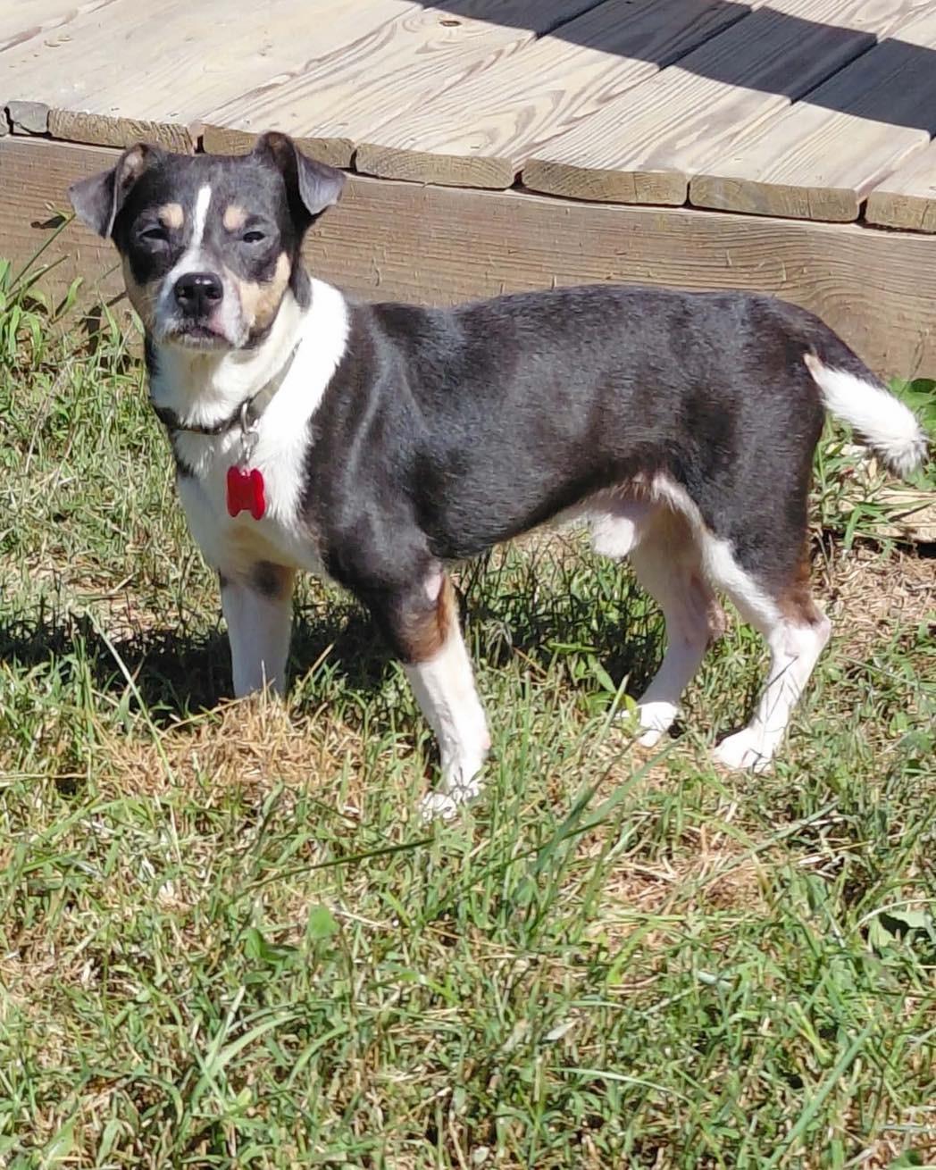 Enlarge Enzo, a Adoptable mixed breed in Richmond, KY image 1/6