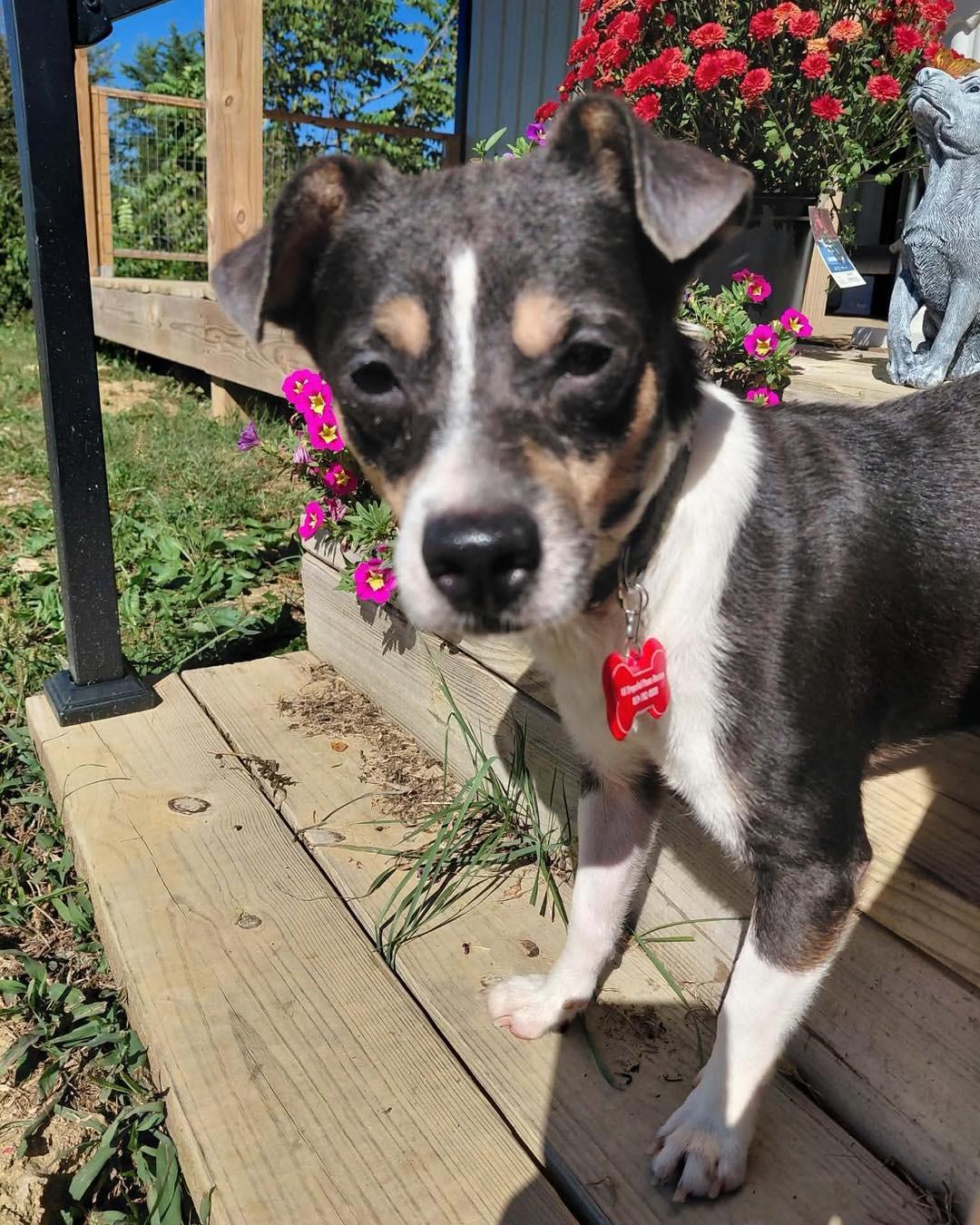 Enlarge Enzo, a Adoptable mixed breed in Richmond, KY image 2/6