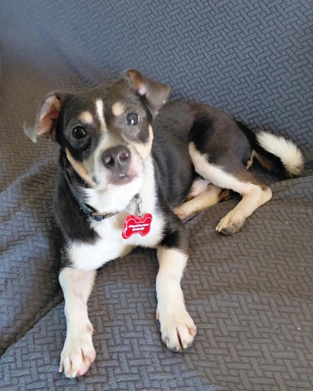 Enlarge Enzo, a Adoptable mixed breed in Richmond, KY image 3/6