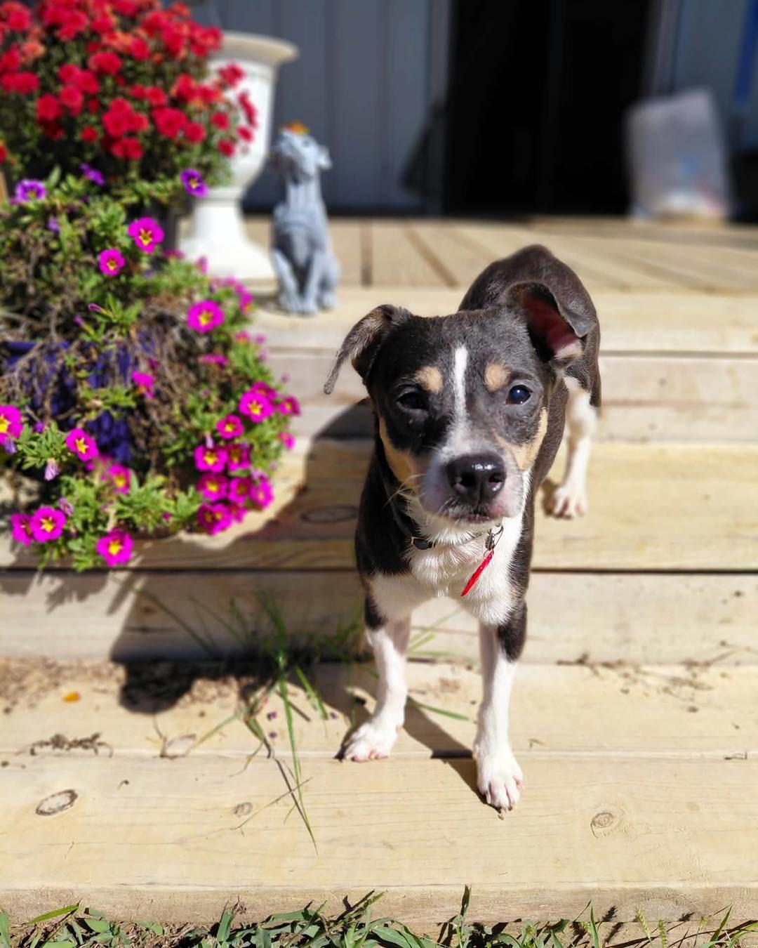 Enlarge Enzo, a Adoptable mixed breed in Richmond, KY image 4/6