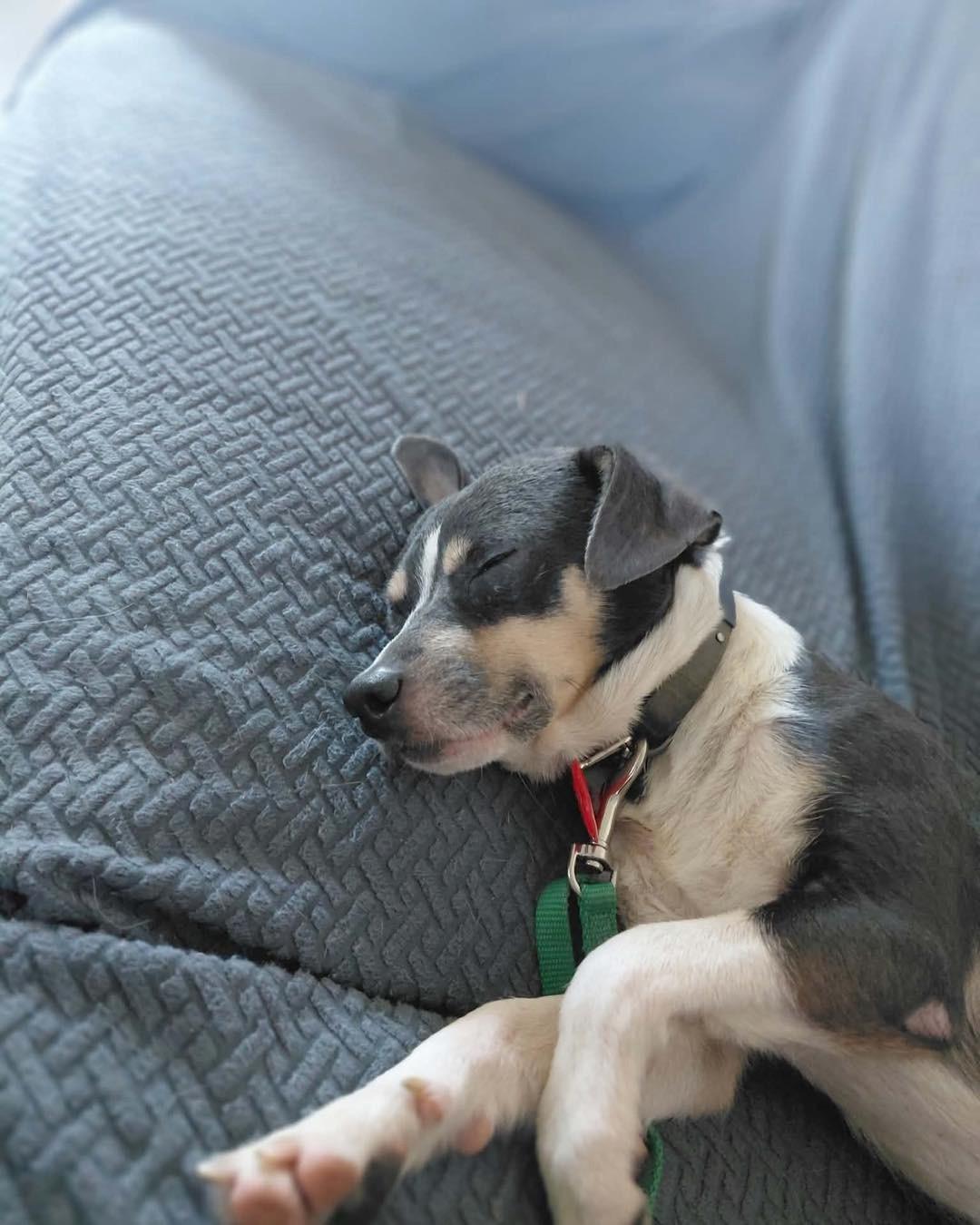Enlarge Enzo, a Adoptable mixed breed in Richmond, KY image 5/6