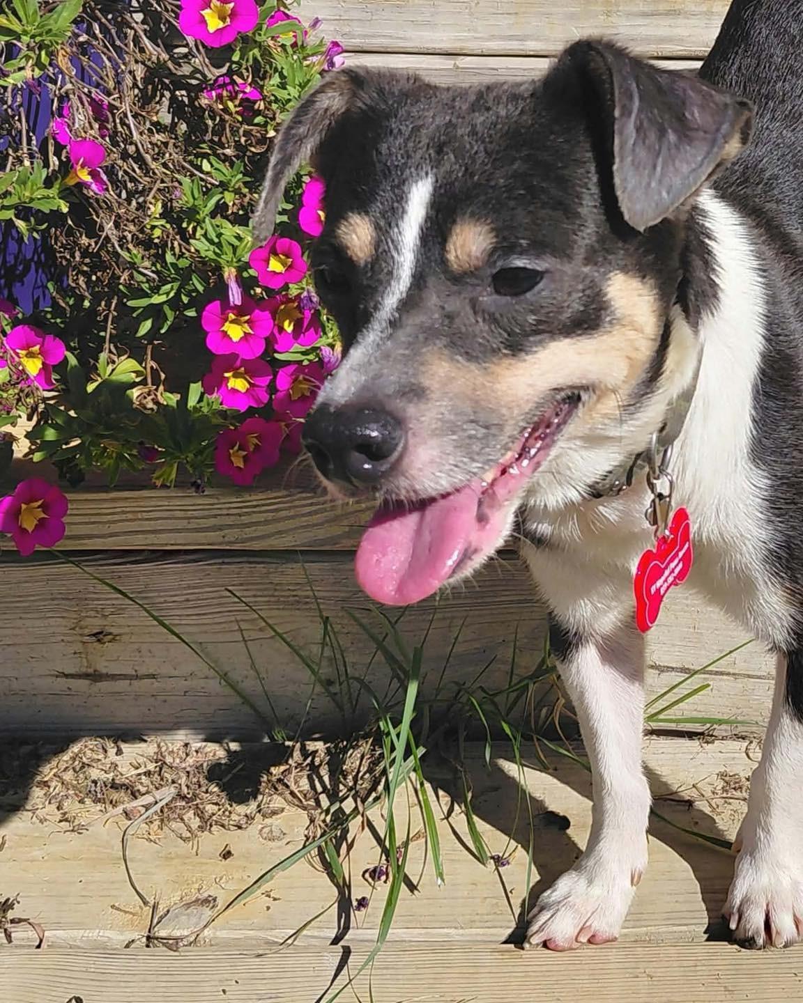 Enlarge Enzo, a Adoptable mixed breed in Richmond, KY image 6/6