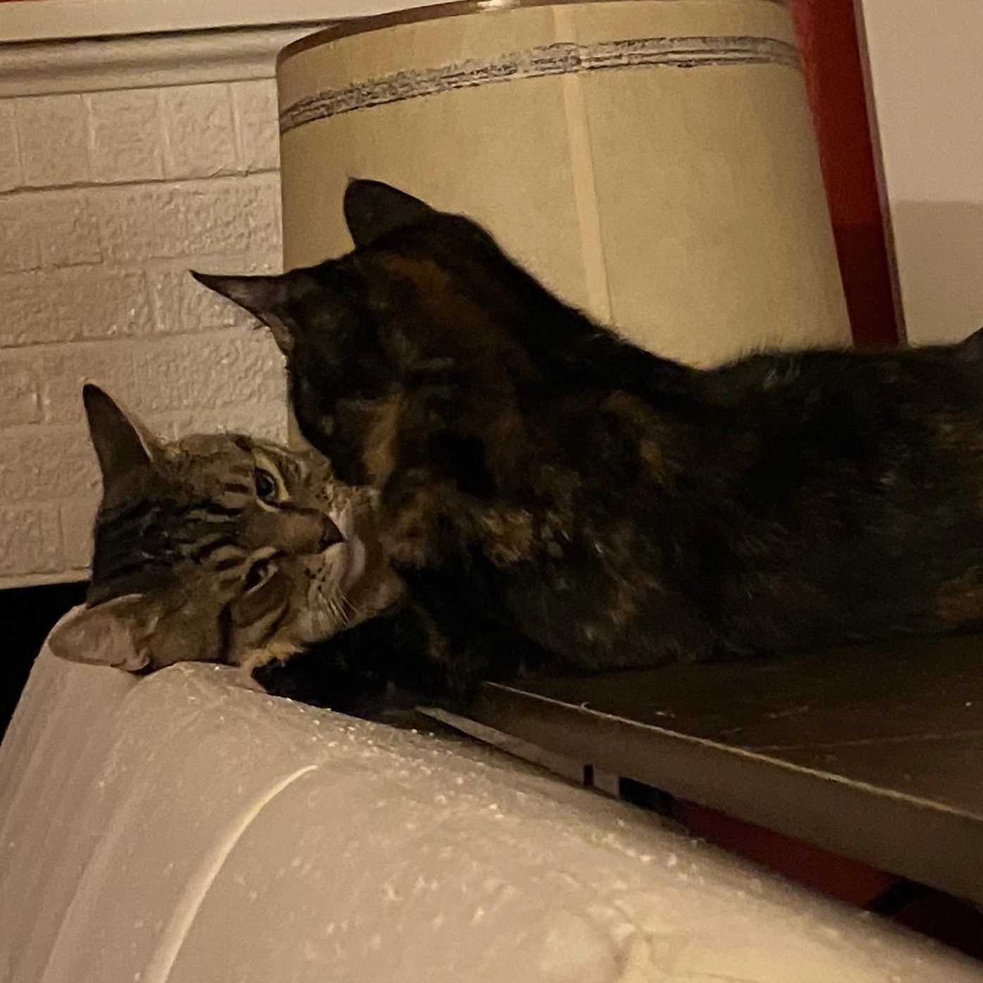 **COURTESY LISTING** Tigger