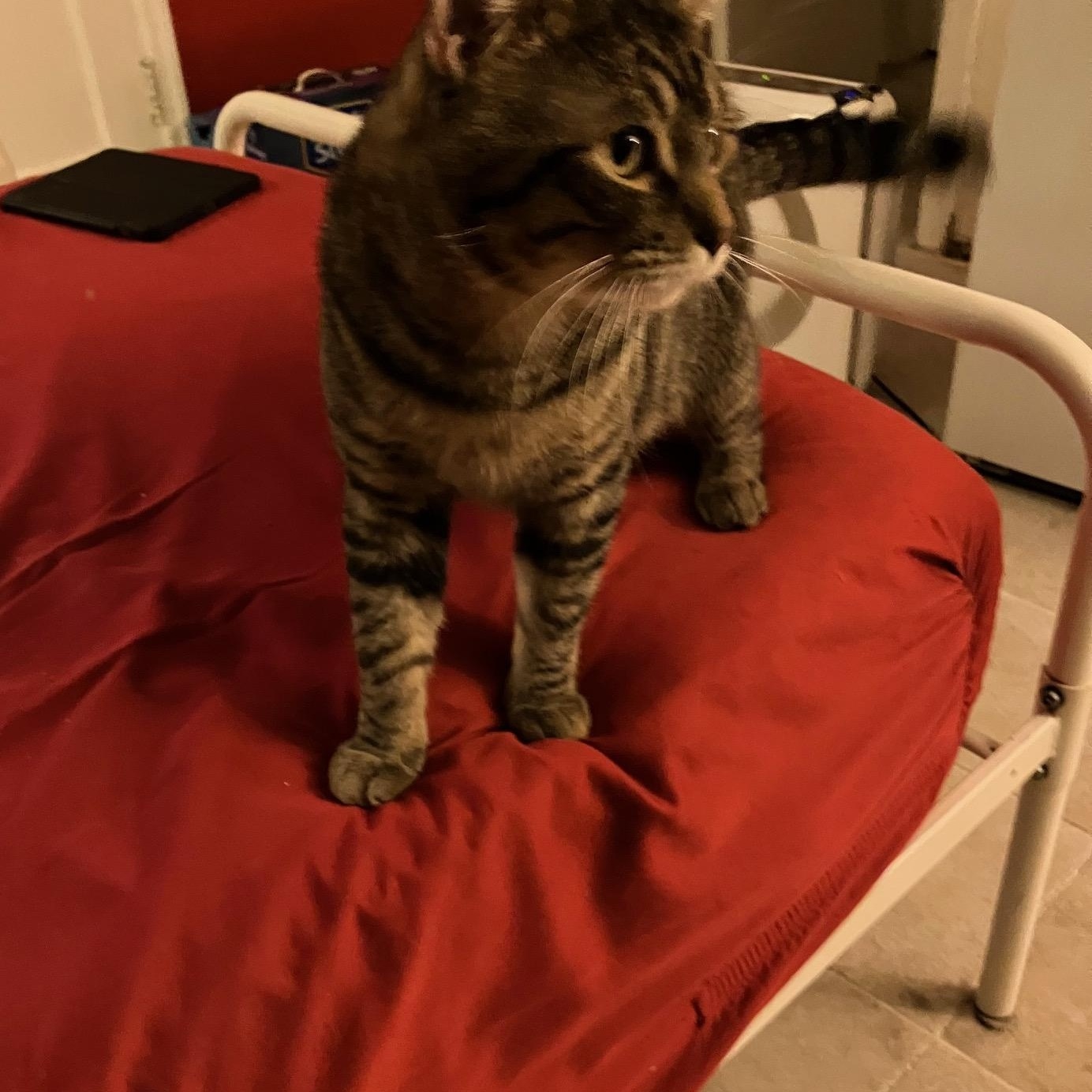 Enlarge **COURTESY LISTING** Tigger, a Adoptable Domestic Short Hair in Moscow, ID image 3/3