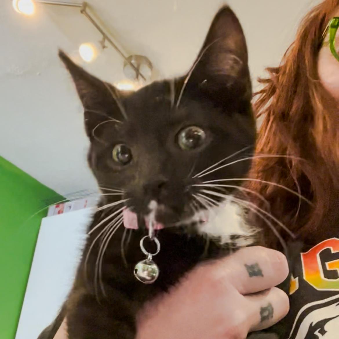 Gucci, a Adoptable Tuxedo in Philadelphia, PA image 2/2