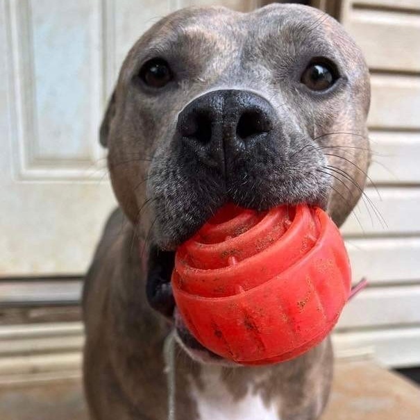 Enlarge Brenda, a Adoptable mixed breed in Benbrook, TX image 1/11
